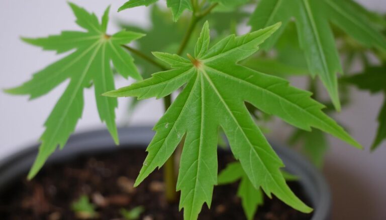 découvrez les techniques efficaces pour réussir le bouturage d’érable japonais et embellir votre jardin avec cet arbre élégant.